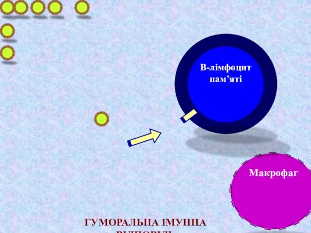 Макрофаг Т-хелпер В- лімфоцит Плазматична клітина ГУМОРАЛЬНА ІМУННА ВІДПОВІДЬ В-лімфоцит пам’яті