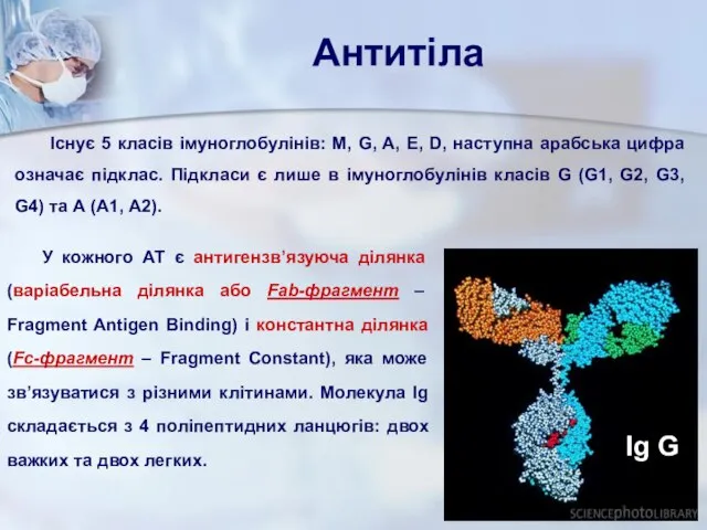 Антитіла Існує 5 класів імуноглобулінів: М, G, A, E, D, наступна