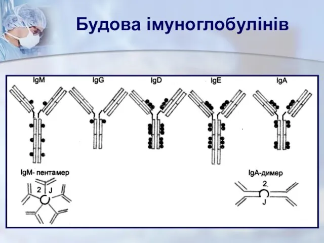 Будова імуноглобулінів