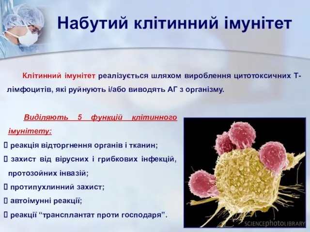 Набутий клітинний імунітет Клітинний імунітет реалізується шляхом вироблення цитотоксичних Т-лімфоцитів, які