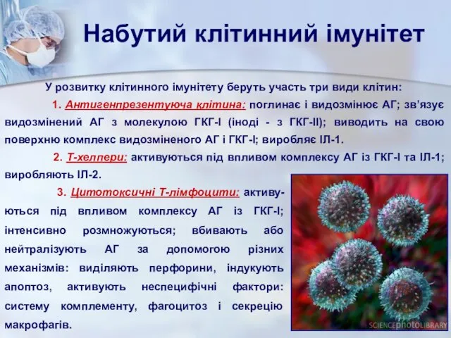 Набутий клітинний імунітет 3. Цитотоксичні Т-лімфоцити: активу-ються під впливом комплексу АГ