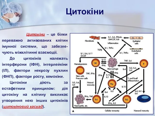 Цитокіни Цитокіни – це білки переважно активованих клітин імунної системи, що