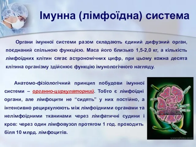 Органи імунної системи разом складають єдиний дифузний орган, поєднаний спільною функцією.