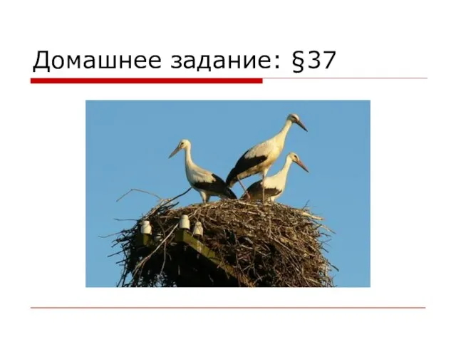 Домашнее задание: §37