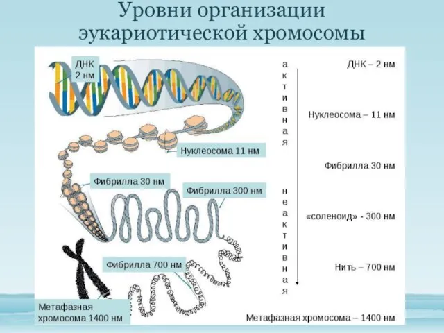 Уровни организации эукариотической хромосомы