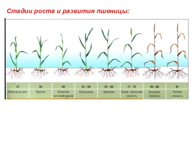 Стадии роста и развития пшеницы: