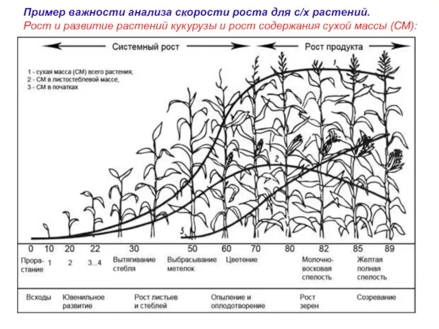 Пример важности анализа скорости роста для с/х растений. Рост и развитие