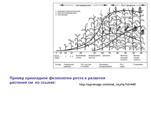 Пример прикладной физиологии роста и развития растений см. по ссылке: http://agromage.com/stat_id.php?id=440