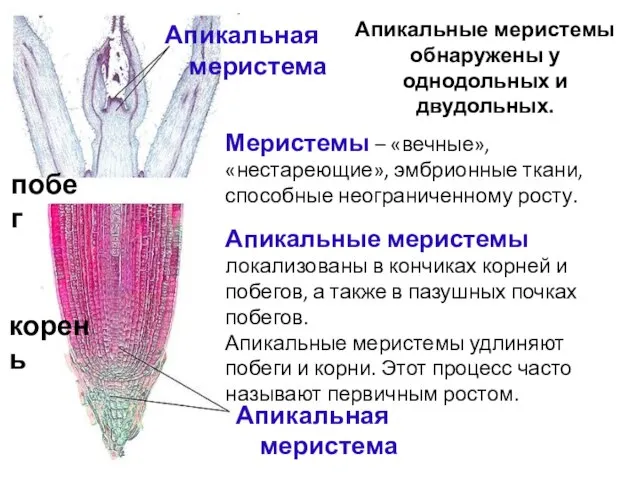 Апикальная меристема Меристемы – «вечные», «нестареющие», эмбрионные ткани, способные неограниченному росту.