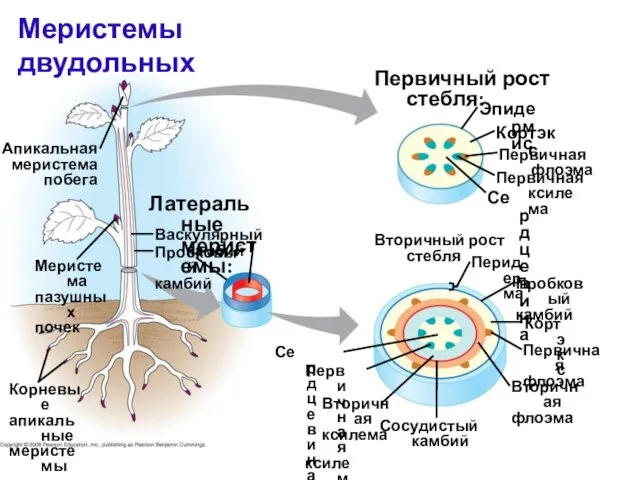 Апикальная меристема побега Латеральные меристемы: Меристема пазушных почек Васкулярный камбий Пробковый