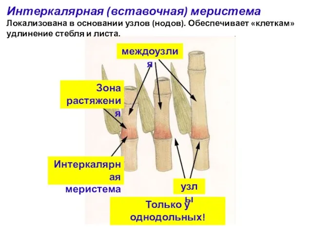 Интеркалярная меристема Только у однодольных! узлы междоузлия Зона растяжения Интеркалярная (вставочная)