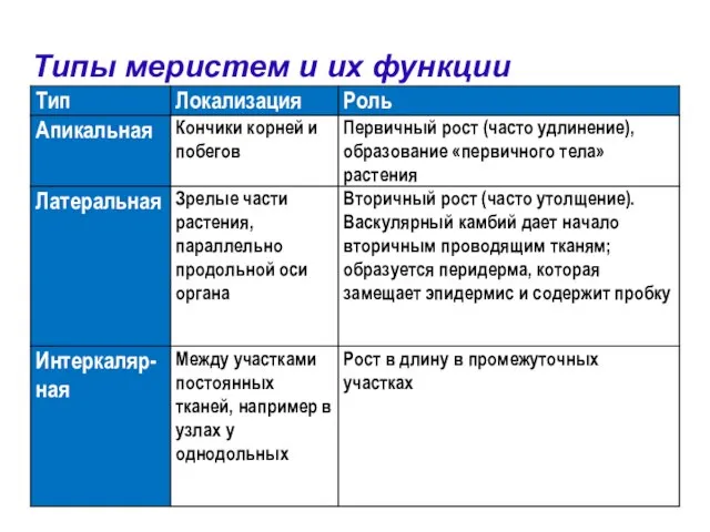 Типы меристем и их функции