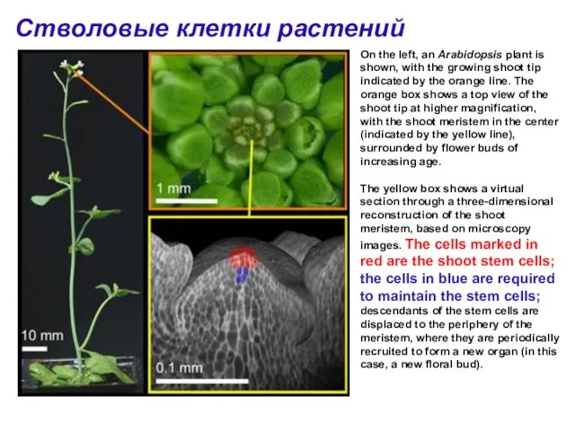 Стволовые клетки растений On the left, an Arabidopsis plant is shown,