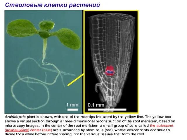 Стволовые клетки растений Arabidopsis plant is shown, with one of the