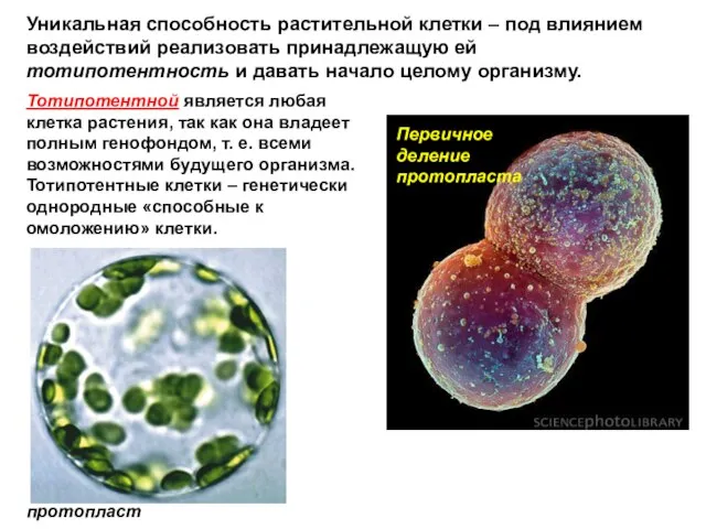 Уникальная способность растительной клетки – под влиянием воздействий реализовать принадлежащую ей