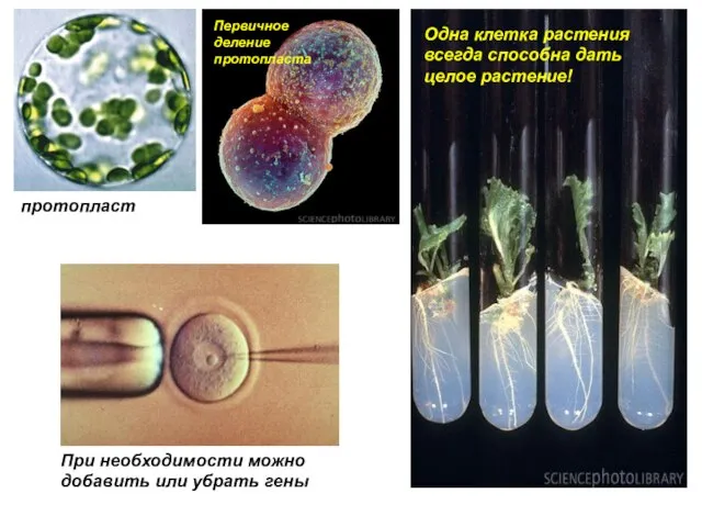 Первичное деление протопласта протопласт При необходимости можно добавить или убрать гены