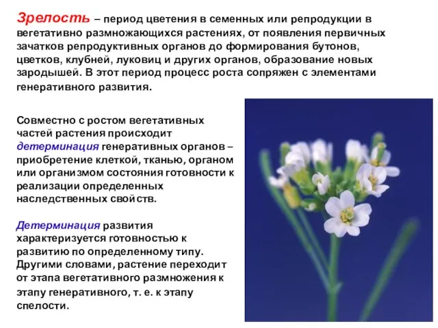 Зрелость – период цветения в семенных или репродукции в вегетативно размножающихся