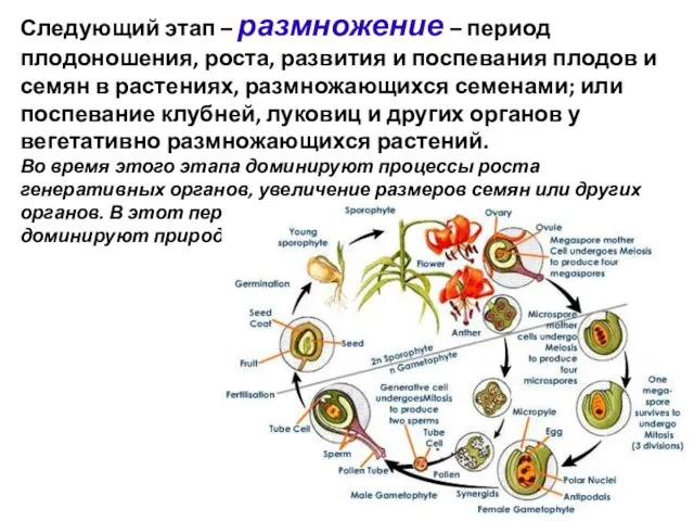 Следующий этап – размножение – период плодоношения, роста, развития и поспевания