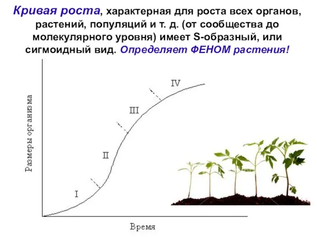 Кривая роста, характерная для роста всех органов, растений, популяций и т.