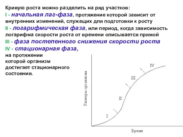 Кривую роста можно разделить на ряд участков: I - начальная лаг-фаза,