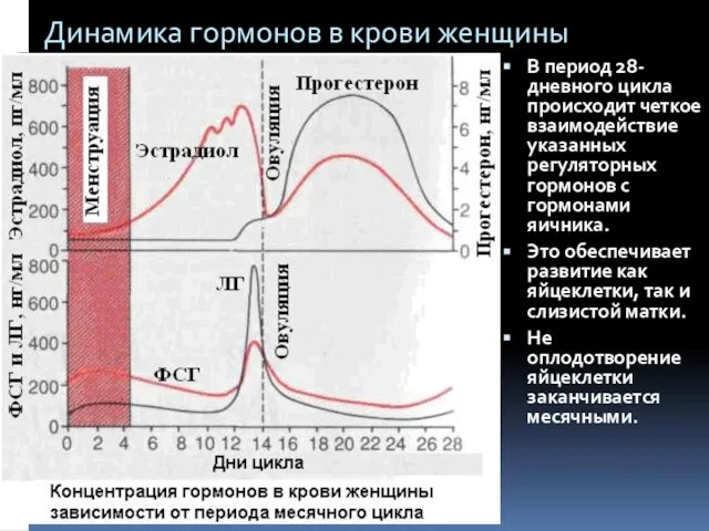 Динамика гормонов в крови женщины В период 28-дневного цикла происходит четкое