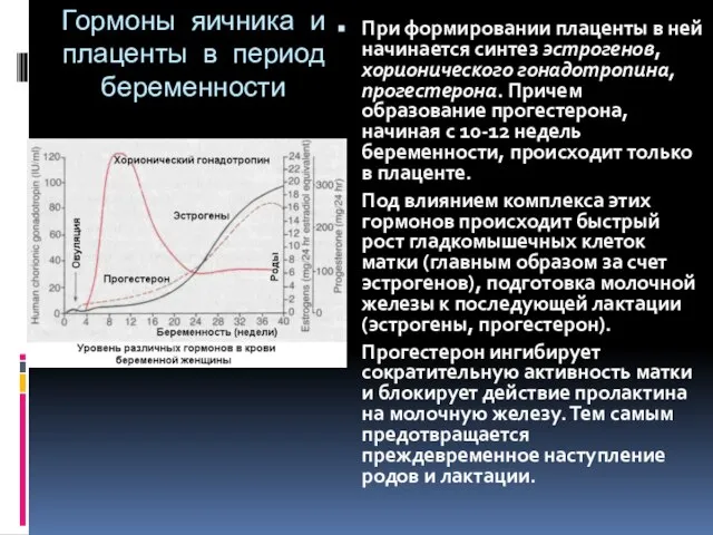 Гормоны яичника и плаценты в период беременности При формировании плаценты в