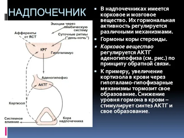 НАДПОЧЕЧНИКИ В надпочечниках имеется корковое и мозговое вещество. Их гормональная активность