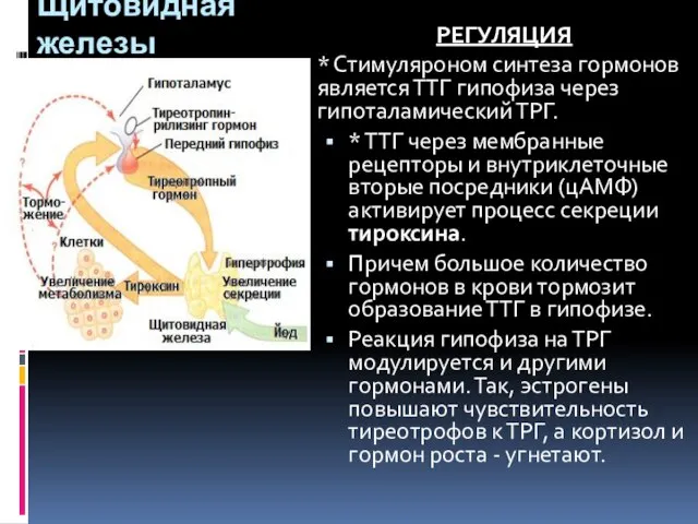 Щитовидная железы РЕГУЛЯЦИЯ * Стимуляроном синтеза гормонов является ТТГ гипофиза через