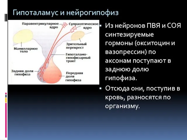 Гипоталамус и нейрогипофиз Из нейронов ПВЯ и СОЯ синтезируемые гормоны (окситоцин