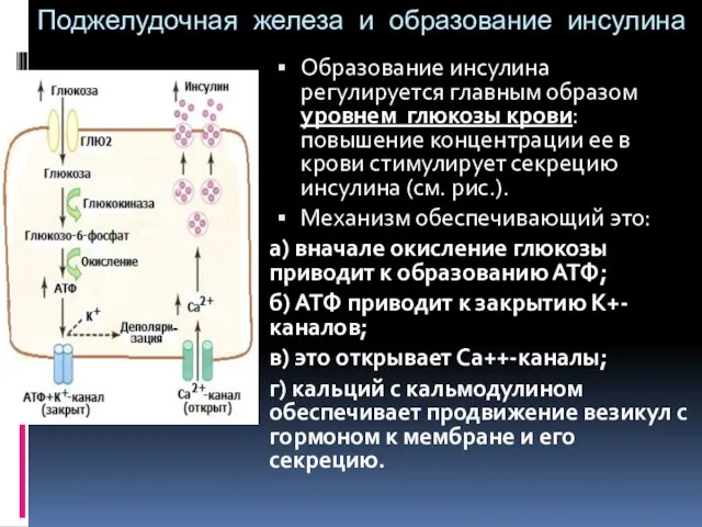 Поджелудочная железа и образование инсулина Образование инсулина регулируется главным образом уровнем