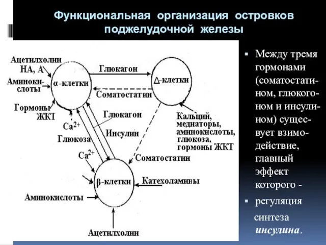 Функциональная организация островков поджелудочной железы Между тремя гормонами (соматостати-ном, глюкого-ном и