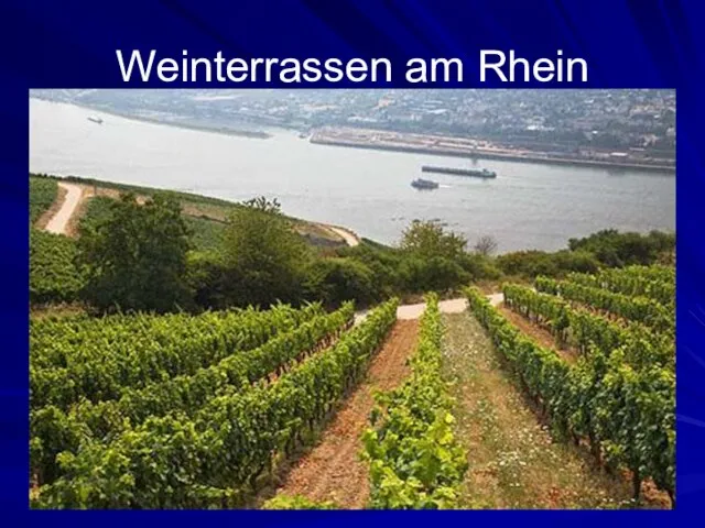 Weinterrassen am Rhein