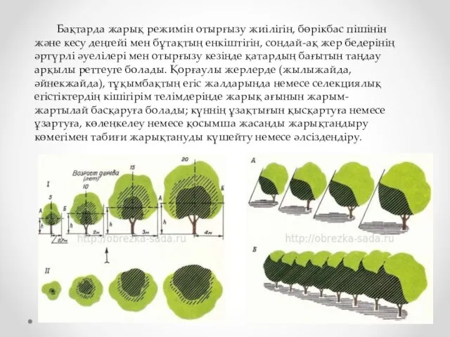 Бақтарда жарық режимін отырғызу жиілігін, бөрікбас пішінін және кесу деңгейі мен