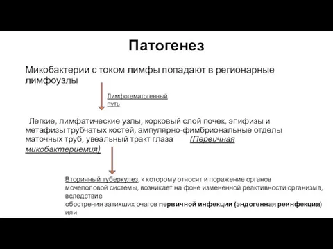 Патогенез Микобактерии с током лимфы попадают в регионарные лимфоузлы Легкие, лимфатические