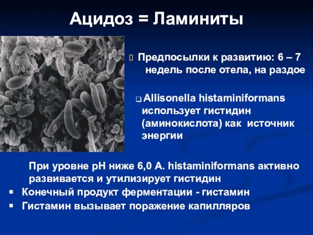 Предпосылки к развитию: 6 – 7 недель после отела, на раздое