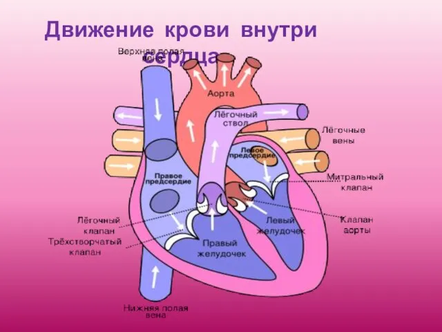 Движение крови внутри сердца