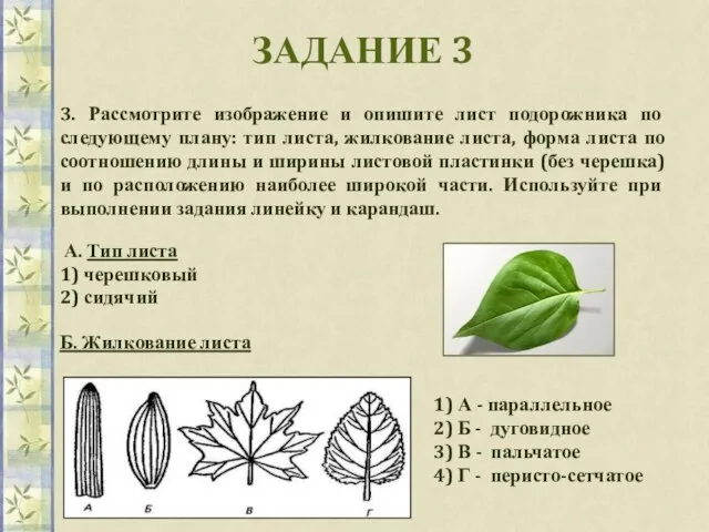 ЗАДАНИЕ 3 3. Рассмотрите изображение и опишите лист подорожника по следующему