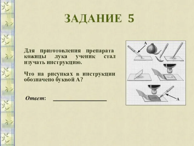 ЗАДАНИЕ 5 Для приготовления препарата кожицы лука ученик стал изучать инструкцию.