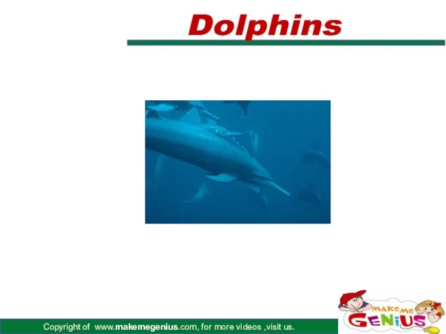 Dolphins