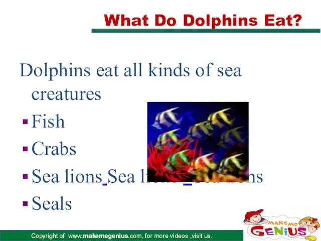 What Do Dolphins Eat? Dolphins eat all kinds of sea creatures
