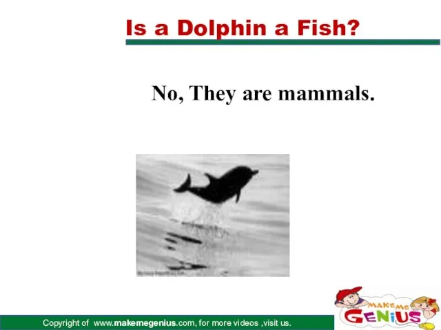 Is a Dolphin a Fish? No, They are mammals.