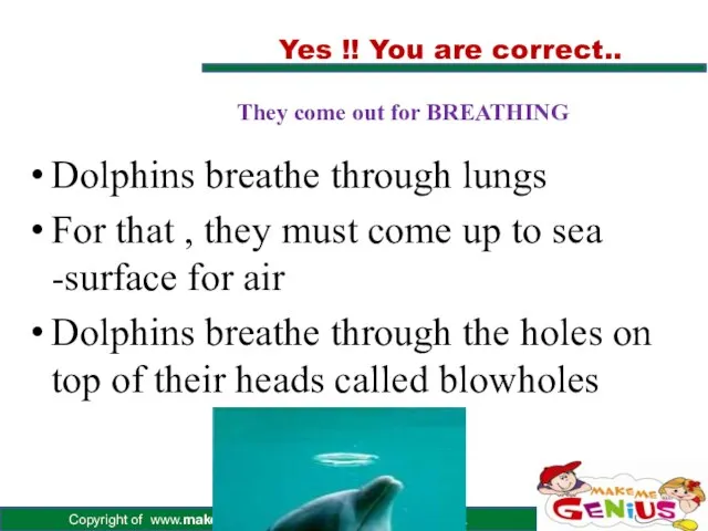 Dolphins breathe through lungs For that , they must come up