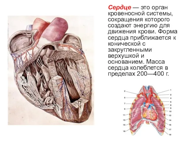 Сердце — это орган кровеносной системы, сокращения которого создают энергию для