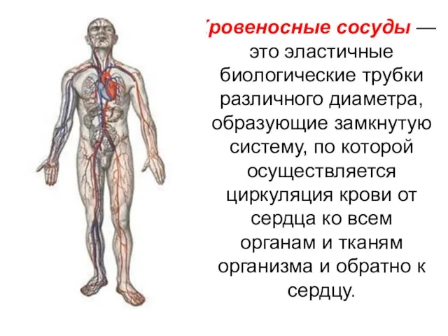 Кровеносные сосуды — это эластичные биологические трубки различного диаметра, образующие замкнутую