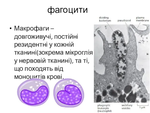 фагоцити Макрофаги – довгоживучі, постійні резидентні у кожній тканині(зокрема мікроглія у