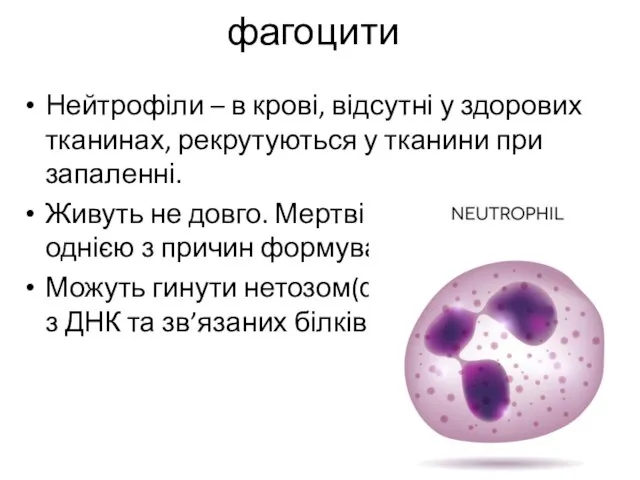 фагоцити Нейтрофіли – в крові, відсутні у здорових тканинах, рекрутуються у
