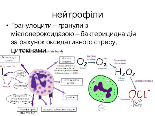 нейтрофіли Гранулоцити – гранули з мієлопероксидазою – бактерицидна дія за рахунок оксидативного стресу, цитокінами