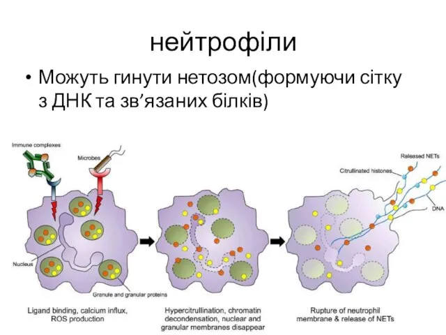 нейтрофіли Можуть гинути нетозом(формуючи сітку з ДНК та зв’язаних білків)