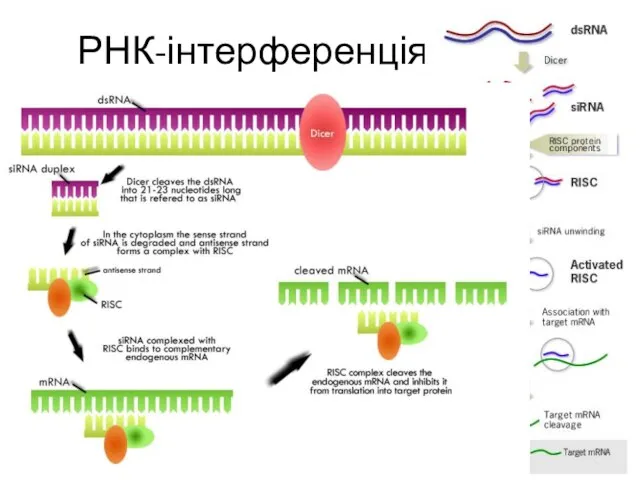 РНК-інтерференція