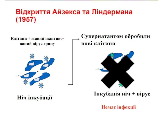 Інтерферон